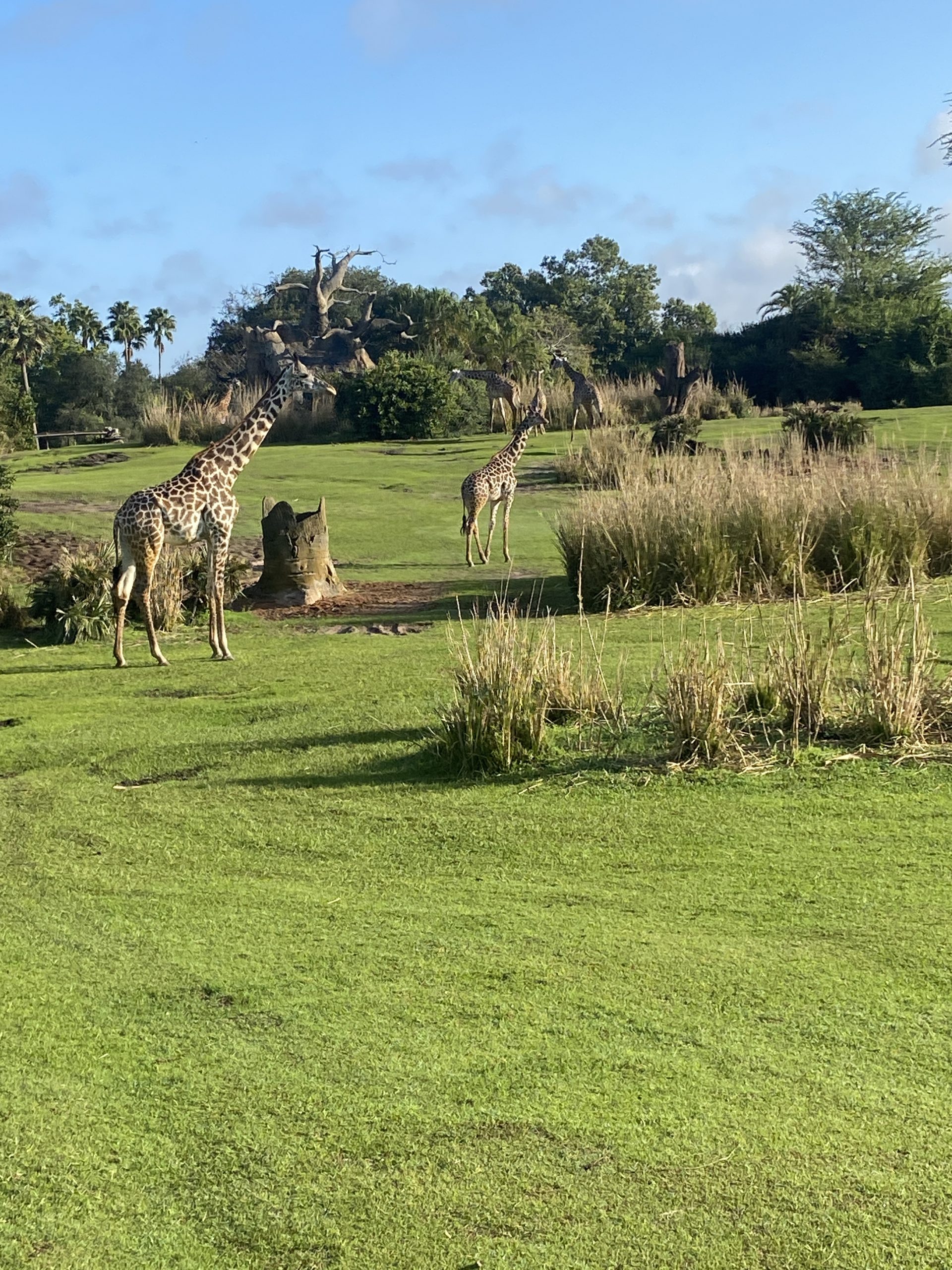 Animals Animal Kingdom
